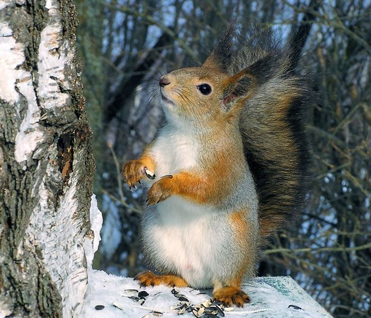 Як звірі готуються до зими, фото 6