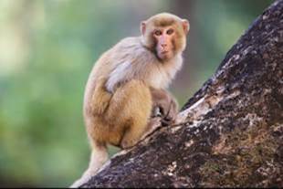 Possible Autism Biomarker Found in Monkeys - Scientific American