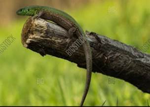 Lizarb Image & Photo (Free Trial) | Bigstock