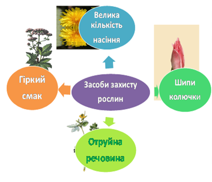 https://disted.edu.vn.ua/media/images/prigoda/priroda3/ur18/12.png