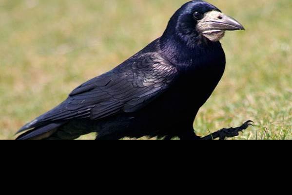 http://animalsfoto.com/photo/24/24b8514d1384df4c9bf355746ba95db3.jpg