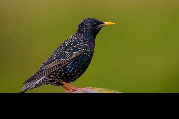 http://birds-ukraine.pp.ua/images/slideshow/Sturnus%20vulgaris/Sturnus%20vulgaris7.jpg