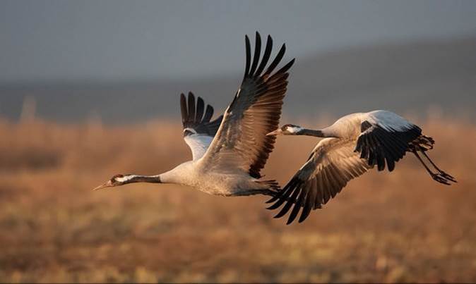 http://birds-ukraine.pp.ua/images/slideshow/Grus%20grus/Grus%20grus2.jpg