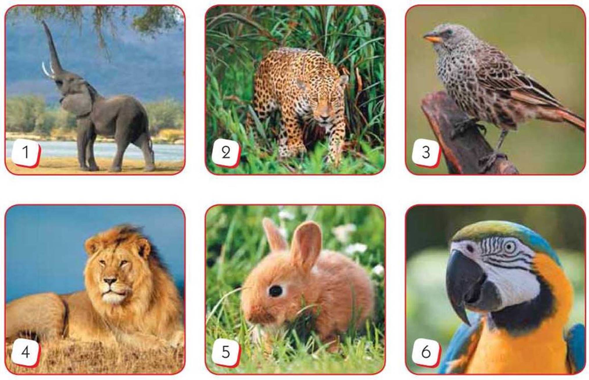 IS IT BIG OR SMALL? Велике чи маленьке? - Animals. Тварини - Підручник