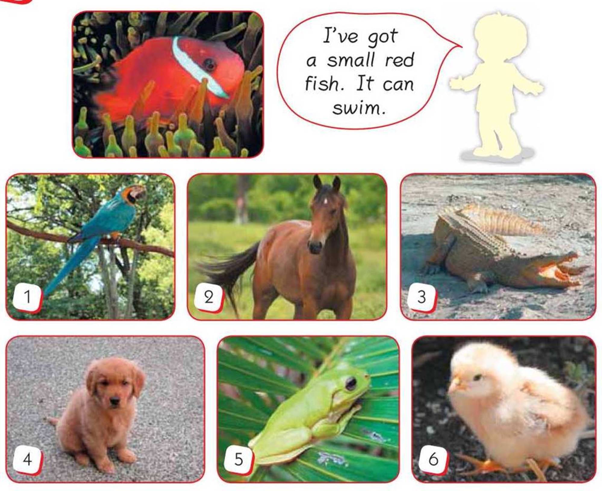 Sprawdzian Animals Dla 1 Klas